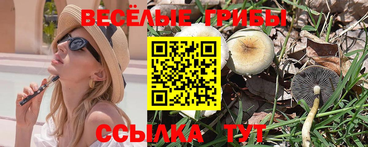 Псилоцибиновые грибы Psilocybe  Вход с VPN  Россошь 